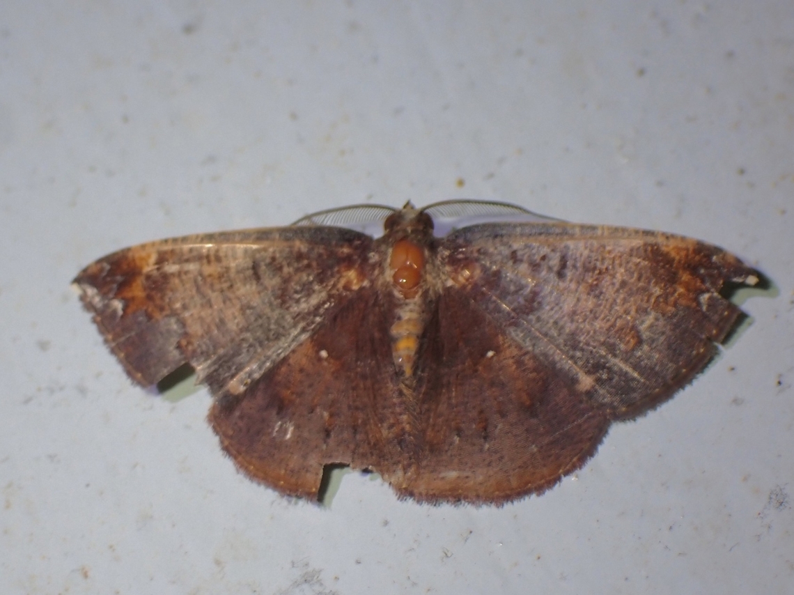 Moth - Astygisa vexillaria  Astygisa vexillaria,Malaysia,Moth,MothWeek2023,Sabah