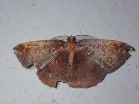 Moth - Astygisa vexillaria  Astygisa vexillaria,Malaysia,Moth,MothWeek2023,Sabah