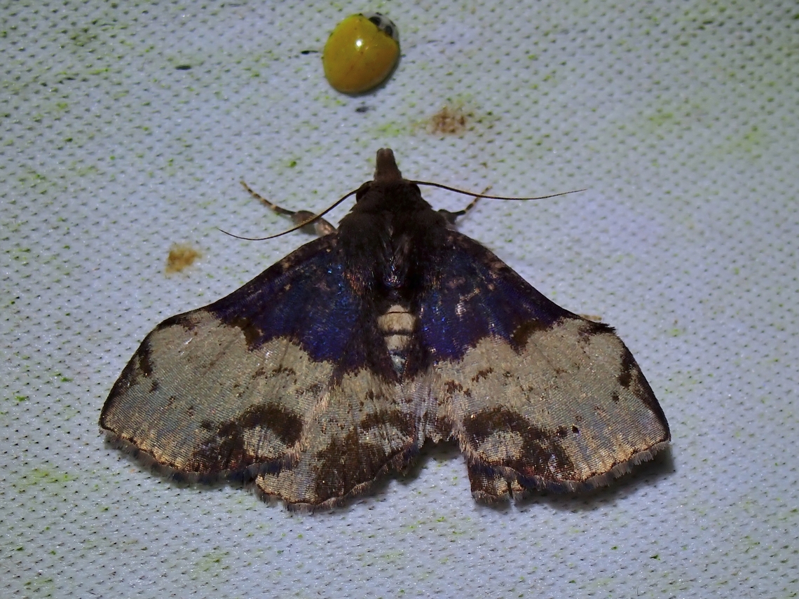 Litter Moth - Mosopia kononenkoi  Litter Moth,Malaysia,Mosopia kononenkoi,Moth,MothWeek2023,Sabah
