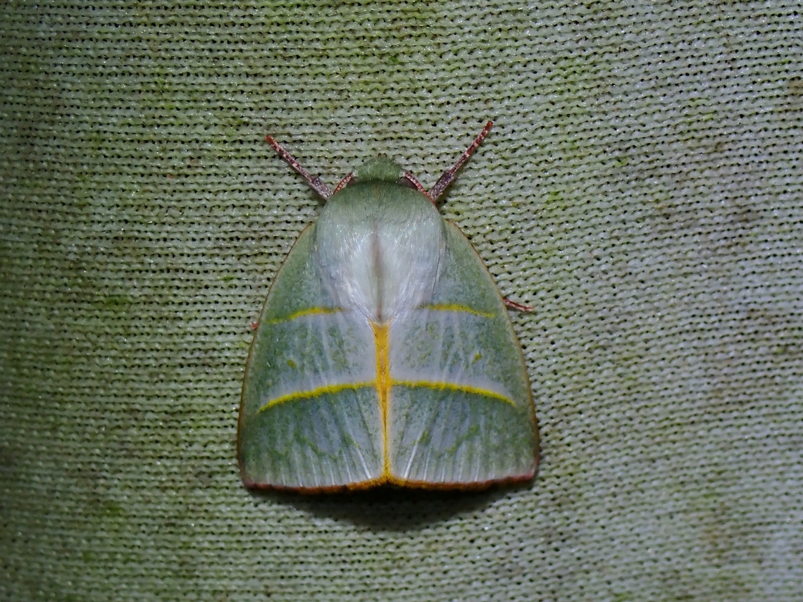 Tufted Moth - Hylophilodes dubia  Hylophilodes dubia,Malaysia,Moth,MothWeek2023,Sabah,Tufted Moth
