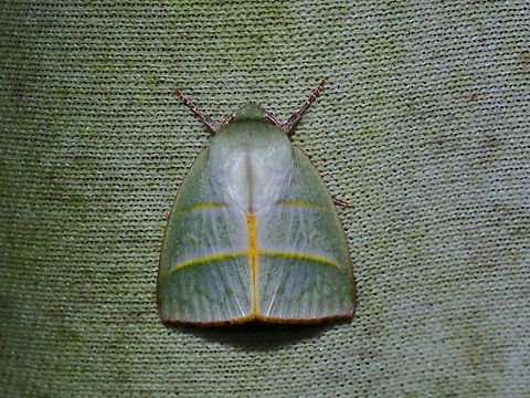 Tufted Moth - Hylophilodes dubia  Hylophilodes dubia,Malaysia,Moth,MothWeek2023,Sabah,Tufted Moth