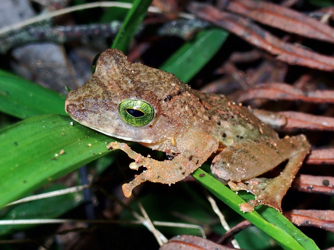 Green Eyed Hose's Bush Frog - Philautus hosii Bush Frog,Frog,Hose's Bush Frog,Malaysia,Philautus hosii,Sabah