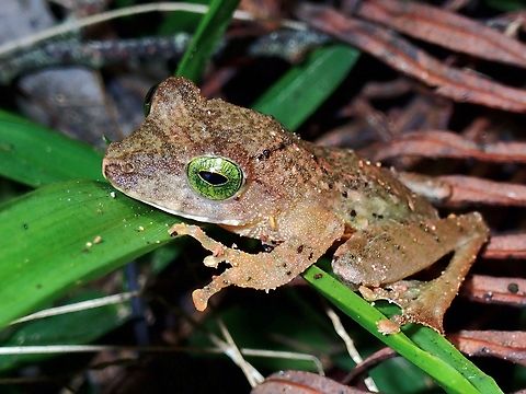 Green Eyed Hose's Bush Frog - Philautus hosii Bush Frog,Frog,Hose's Bush Frog,Malaysia,Philautus hosii,Sabah