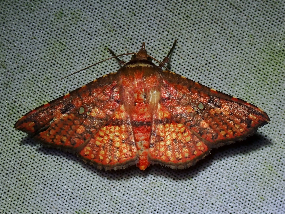Window-Winged Moth - Monodecus admirandus  Malaysia,Monodecus admirandus,Moth,MothWeek2023,Sabah,Window-Winged Moth