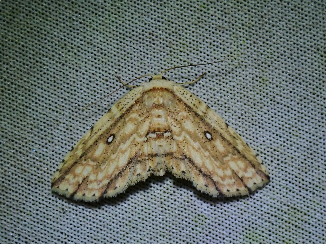 Moth - Hyposada erubescens  Hyposada erubescens,Malaysia,Moth,MothWeek2023,Sabah