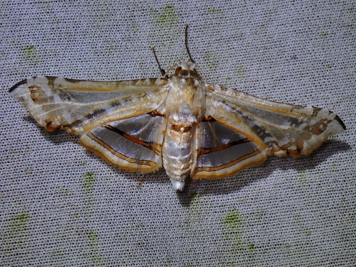 Window-Winged Moth - Herdonia deminuta  Herdonia deminuta,Malaysia,Moth,MothWeek2023,Sabah,Window-Winged Moth