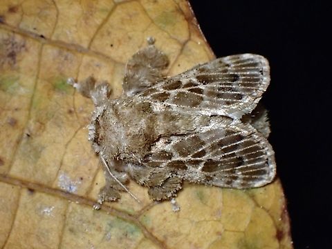 Stinging Slug Moth - Altha nivea  Altha nivea,Malaysia,Moth,MothWeek2023,Sabah,Stinging Slug Moth