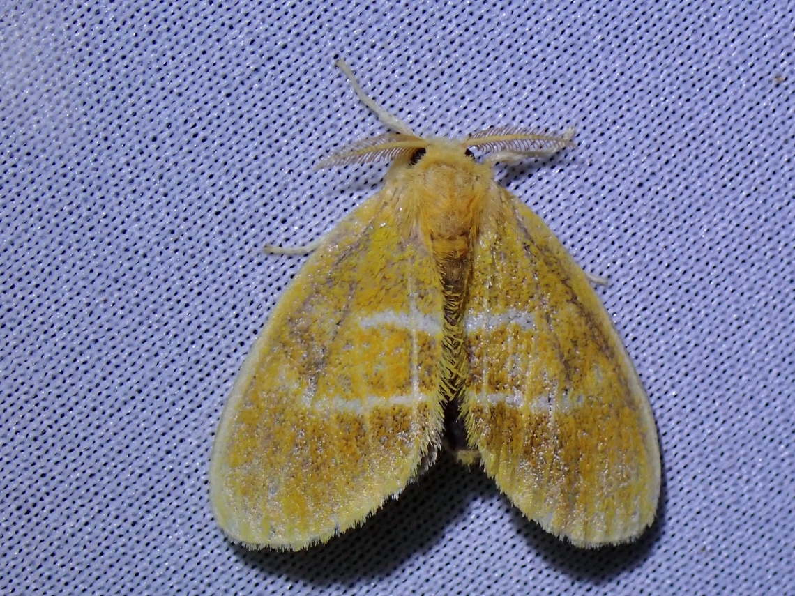 Tussock Moth - Artaxa tanaoptera  Artaxa tanaoptera,Malaysia,Moth,MothWeek2023,Sabah,Tussock Moth