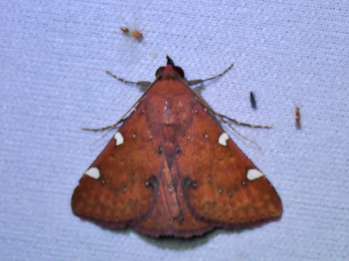 Moth - Saroba maculicosta  Malaysia,Moth,MothWeek2023,Sabah,Saroba maculicosta