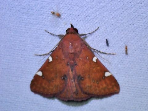 Moth - Saroba maculicosta Malaysia,Moth,MothWeek2023,Sabah,Saroba maculicosta