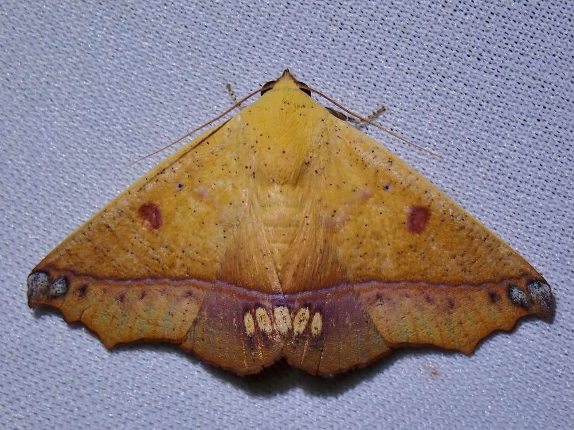 Moth - Xanthanomis vomeroi  Malaysia,Moth,MothWeek2023,Sabah,Xanthanomis vomeroi