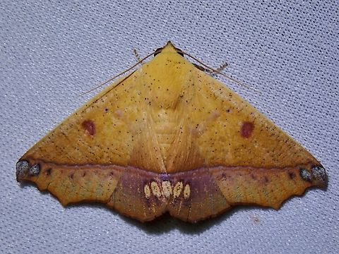 Moth - Xanthanomis vomeroi Malaysia,Moth,MothWeek2023,Sabah,Xanthanomis vomeroi