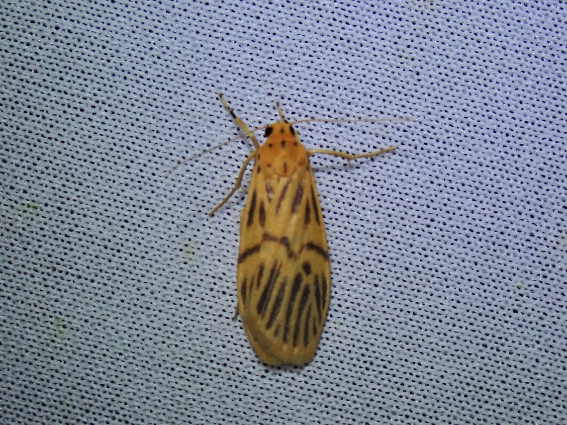 Lichen Moth - Teulisna nebulosa  Lichen Moth,Malaysia,Moth,MothWeek2023,Sabah,Teulisna nebulosa