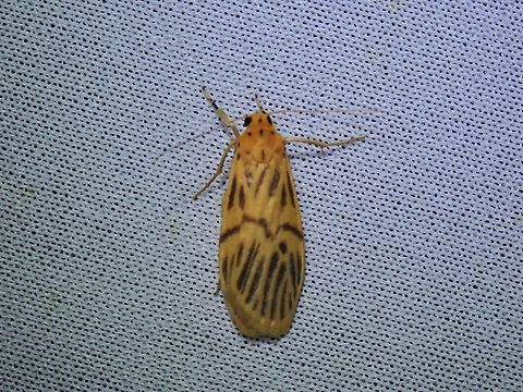 Lichen Moth - Teulisna nebulosa Lichen Moth,Malaysia,Moth,MothWeek2023,Sabah,Teulisna nebulosa