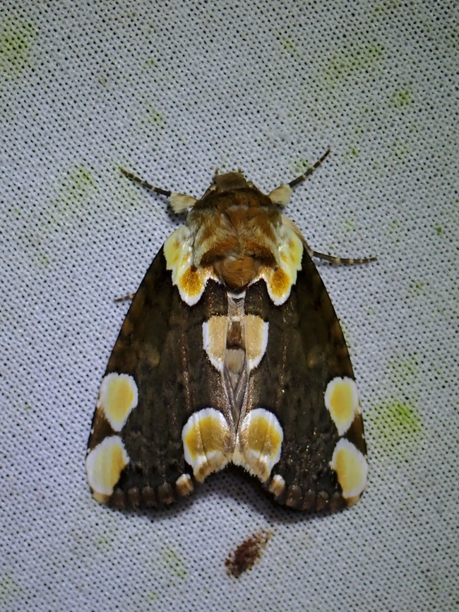 Peach Blossom Moth - Thyatira batis  Malaysia,Moth,MothWeek2023,Peach Blossom Moth,Sabah,Thyatira batis