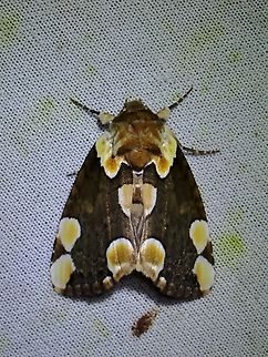 Peach Blossom Moth - Thyatira batis  Malaysia,Moth,MothWeek2023,Peach Blossom Moth,Sabah,Thyatira batis