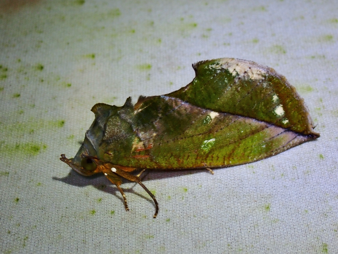 Fruit-Piercing Moth - Eudocima sikhimensis  Eudocima sikhimensis,Fruit-Piercing Moth,Malaysia,Moth,MothWeek2023,Sabah