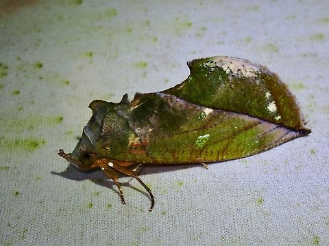 Fruit-Piercing Moth - Eudocima sikhimensis  Eudocima sikhimensis,Fruit-Piercing Moth,Malaysia,Moth,MothWeek2023,Sabah