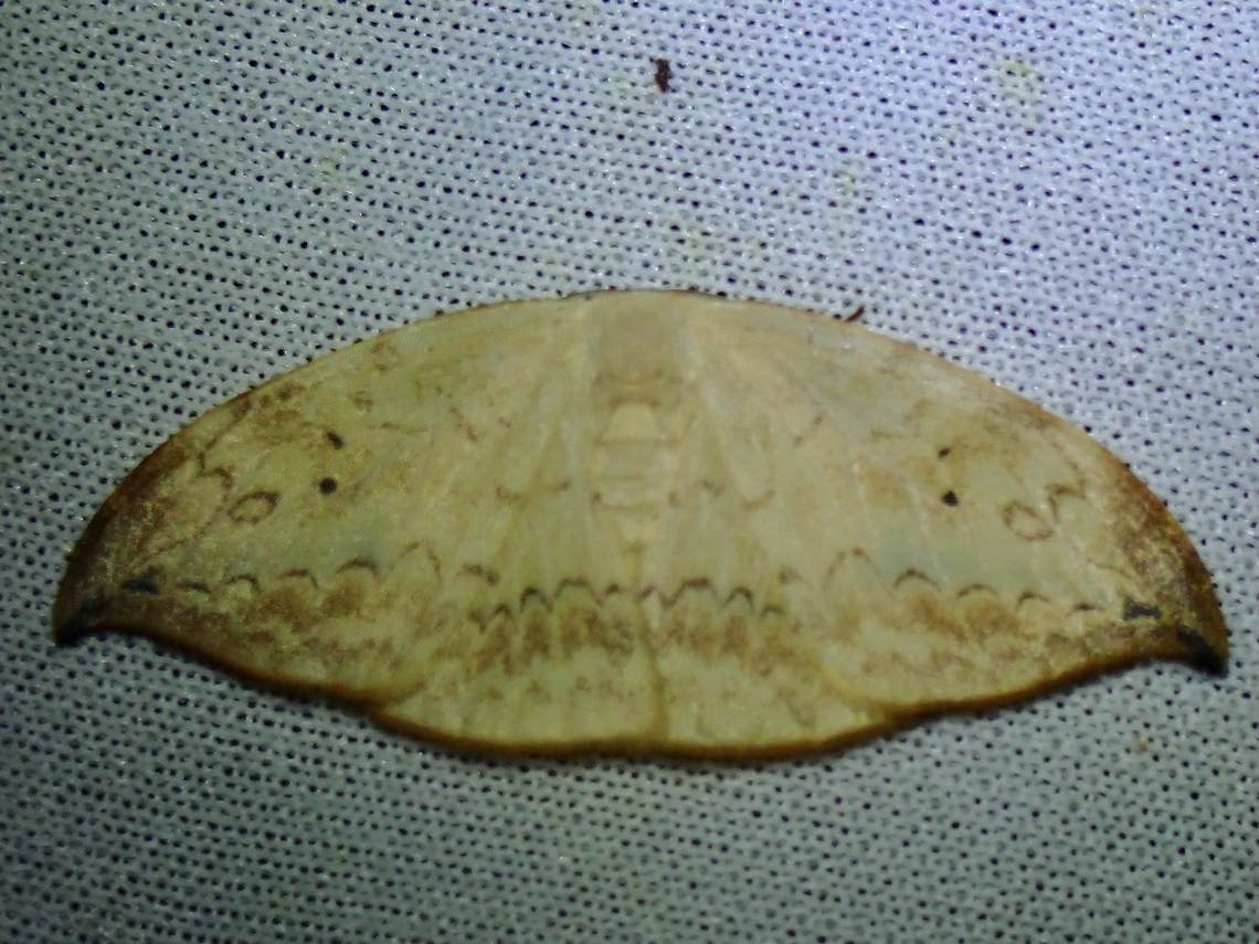 Hooktip Moth - Strepsigonia quadripunctata  Hooktip Moth,Malaysia,Moth,MothWeek2023,Sabah,Strepsigonia quadripunctata