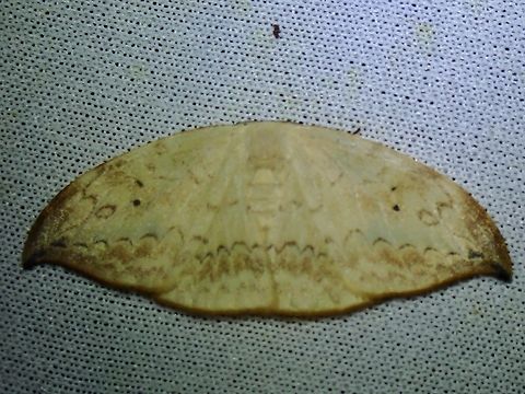 Hooktip Moth - Strepsigonia quadripunctata  Hooktip Moth,Malaysia,Moth,MothWeek2023,Sabah,Strepsigonia quadripunctata