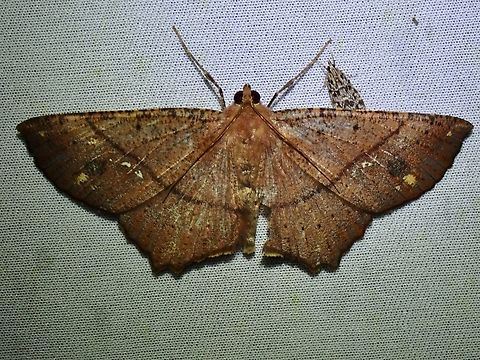 Moth - Xerodes ypsaria Malaysia,Moth,MothWeek2023,Sabah,Xerodes ypsaria