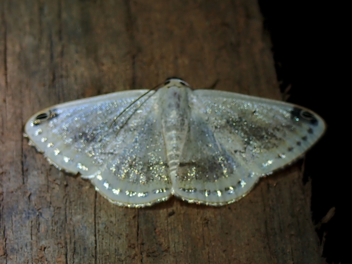 Moth - Lomographa sectinota  Lomographa sectinota,Malaysia,Moth,MothWeek2023,Sabah