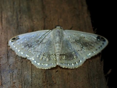 Moth - Lomographa sectinota Lomographa sectinota,Malaysia,Moth,MothWeek2023,Sabah