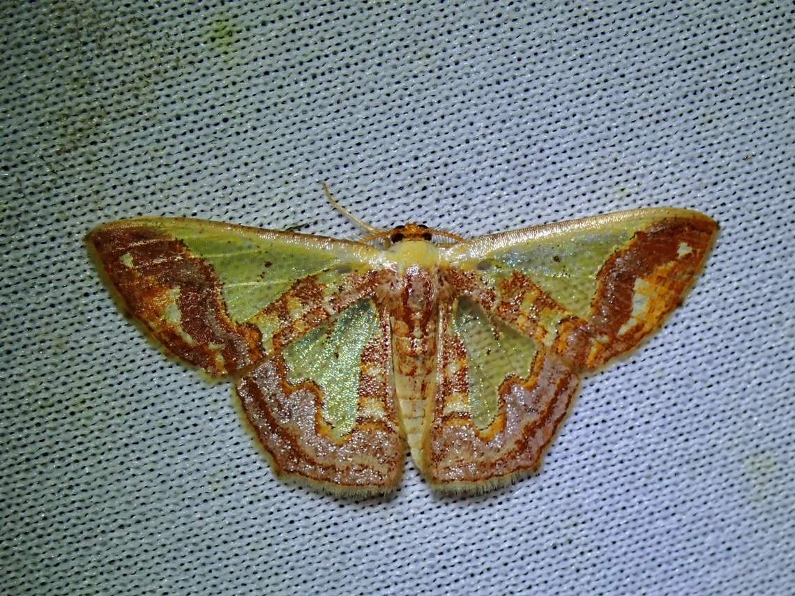 Moth - Peratophyga xanthyala  Malaysia,Moth,MothWeek2023,Peratophyga xanthyala,Sabah