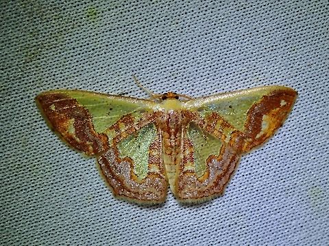 Moth - Peratophyga xanthyala Malaysia,Moth,MothWeek2023,Peratophyga xanthyala,Sabah
