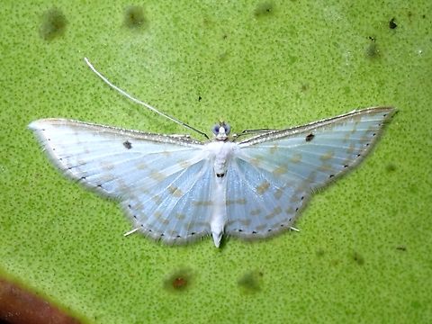 Moth - Derambila lumenaria  Derambila lumenaria,Malaysia,Moth,MothWeek2023,Pahang