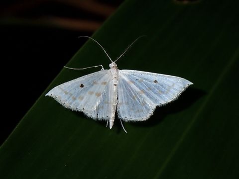 Moth - Derambila lumenaria  Coron,Derambila lumenaria,Moth,MothWeek2023,Palawan,Philippines