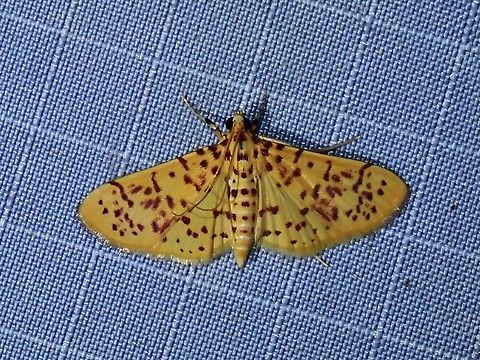Pearl Moth - Conogethes ersealis  Conogethes ersealis,Malaysia,Moth,MothWeek2023,Pahang,Pearl Moth