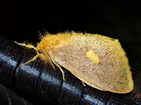 Tussock Moth - Euproctis plagiata  Euproctis plagiata,Malaysia,Moth,MothWeek2023,Pahang,Tussock Moth