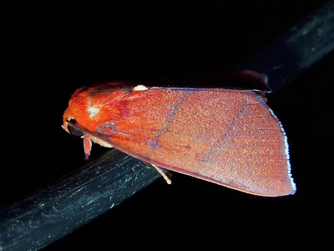 Tufted Moth - Xenochroa purpureolineata  Malaysia,Moth,MothWeek2023,Sabah,Tufted Moth,Xenochroa purpureolineata