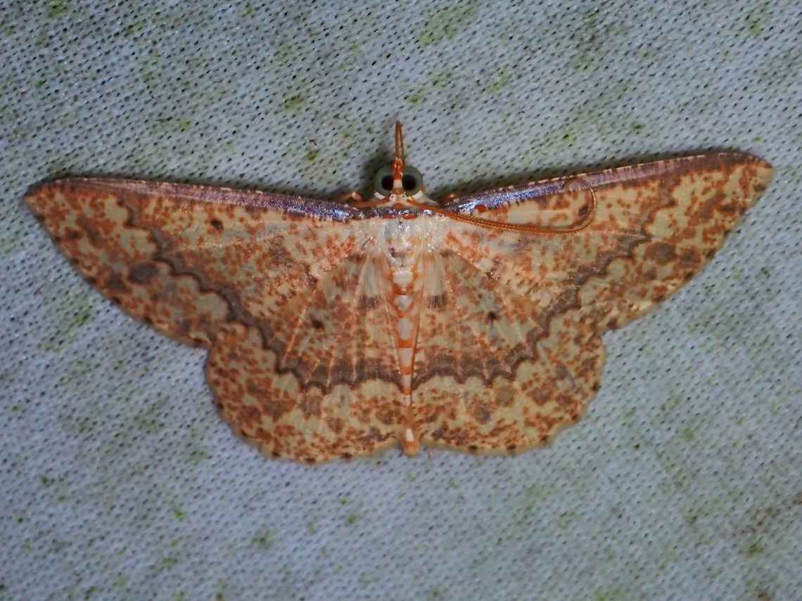 Moth - Synegia imitaria  Malaysia,Moth,MothWeek2023,Sabah,Synegia imitaria