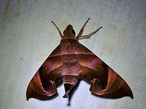 Hawkmoth - Eurypteryx bhaga  Eurypteryx bhaga,Hawkmoth,Malaysia,Moth,MothWeek2023,Sabah