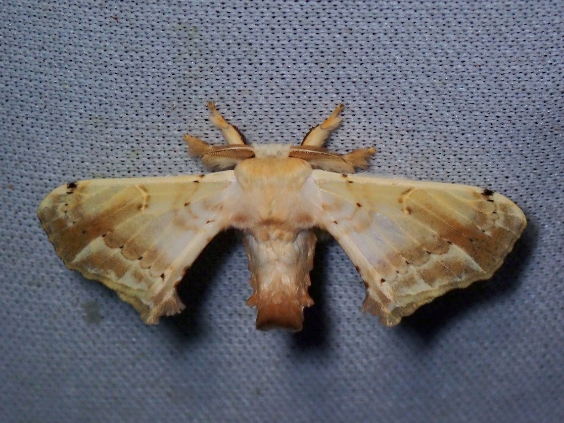 Silkworm Moth - Ernolatia moorei  Ernolatia moorei,Malaysia,MothWeek2023,Sabah,Silkworm Moth