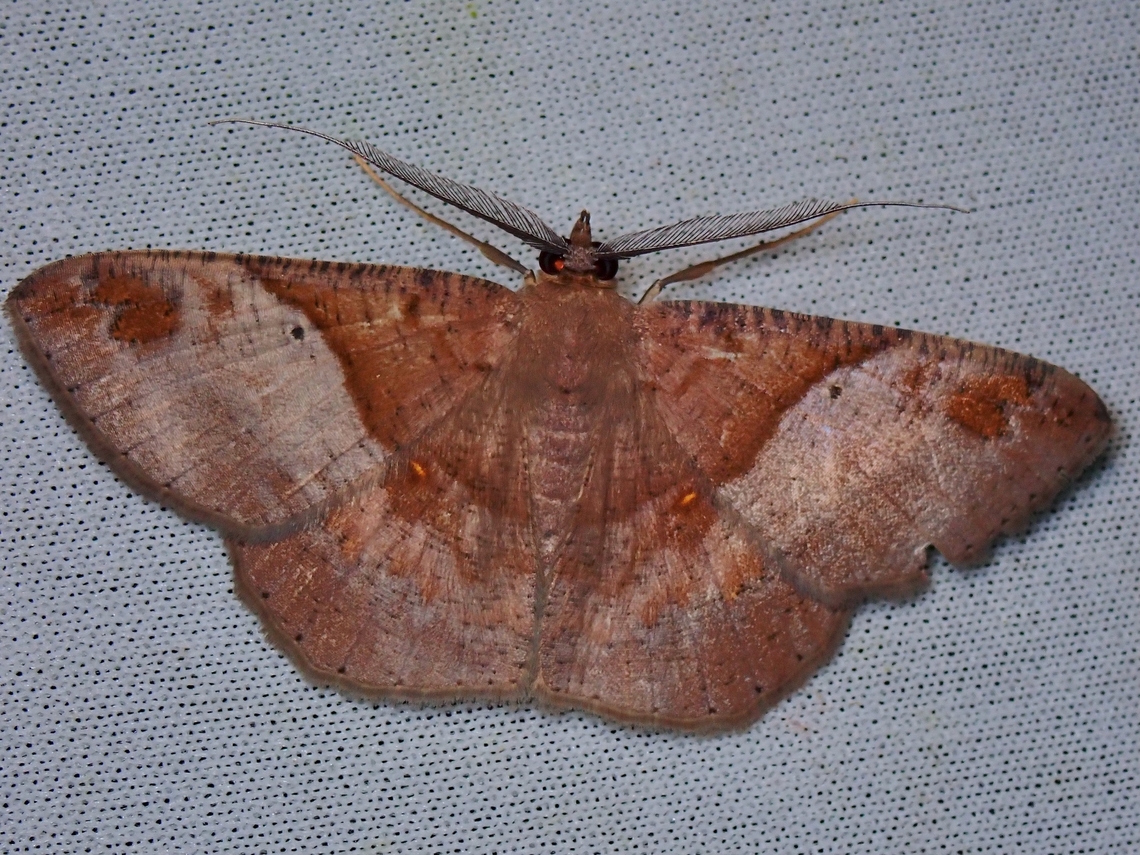 Moth - Petelia paroobathra  Malaysia,Moth,MothWeek2023,Petelia paroobathra,Sabah