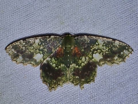 Emerald Moth - Paramaxates polygrapharia  Emerald Moth,Malaysia,Moth,MothWeek2023,Paramaxates polygrapharia,Sabah