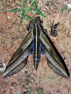 Hawkmoth - Elibia dolichus  Elibia dolichus,Hawkmoth,Malaysia,Moth,MothWeek2023,Sabah