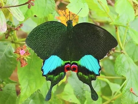 Jungle Jade Swallowtail - Papilio karna            Butterfly,Jungle Jade Swallowtail,Malaysia,Papilio karna,Sabah,Swallowtail