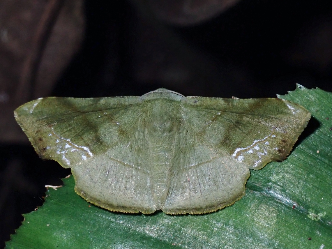 Moth - Fascellina punctata  Fascellina punctata,Malaysia,Moth,MothWeek2023,Pahang