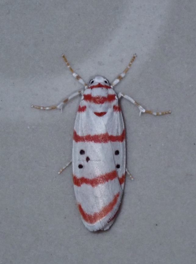 Lichen Moth - Cyana dudgeoni  Cyana dudgeoni,Lichen Moth,Malaysia,Moth,MothWeek2023,Pahang