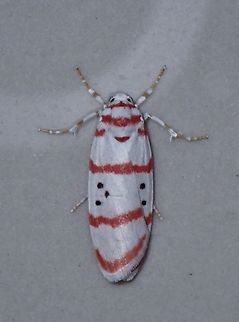 Lichen Moth - Cyana dudgeoni  Cyana dudgeoni,Lichen Moth,Malaysia,Moth,MothWeek2023,Pahang