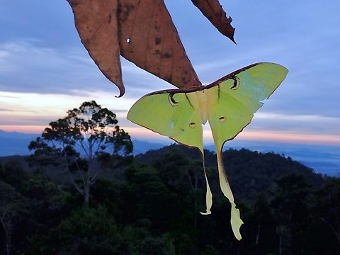 Malaysian Moon Moth - Actias maenas Female Actias maenas,Luna Moth,Malaysia,Malaysian Moon Moth,Moon Moth,Moth,MothWeek2023,Sabah
