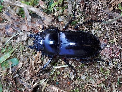 Stag Beetle - Rhaetulus didieri  Beetle,Malaysia,Pahang,Rhaetulus didieri,Stag Beetle