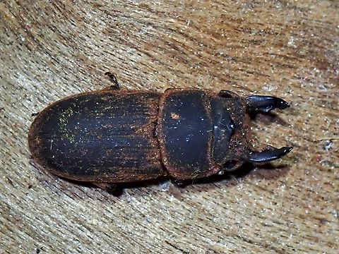 Stag Beetle - Velutinodorcus tricuspis mineti Sub-specied Velutinodorcus tricuspis mineti Beetle,Malaysia,Pahang,Stag Beetle,Velutinodorcus tricuspis,Velutinodorcus tricuspis mineti