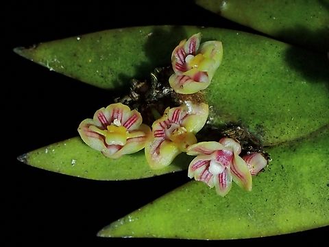 Orchid - Dendrobium kiauense  Dendrobium kiauense,Malaysia,Orchid,Sabah