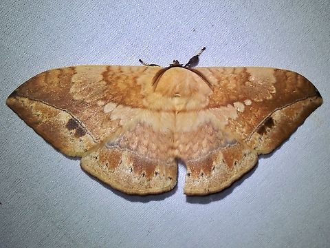 Monkey Moth - Sphingognatha muluana  Malaysia,Monkey Moth,Moth,MothWeek2023,Sabah,Sphingognatha muluana