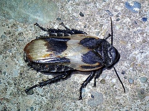 Not a Common Cockroach  Caeparia crenulata,Cockroach,Giant Cockroach,Malaysia,Sabah